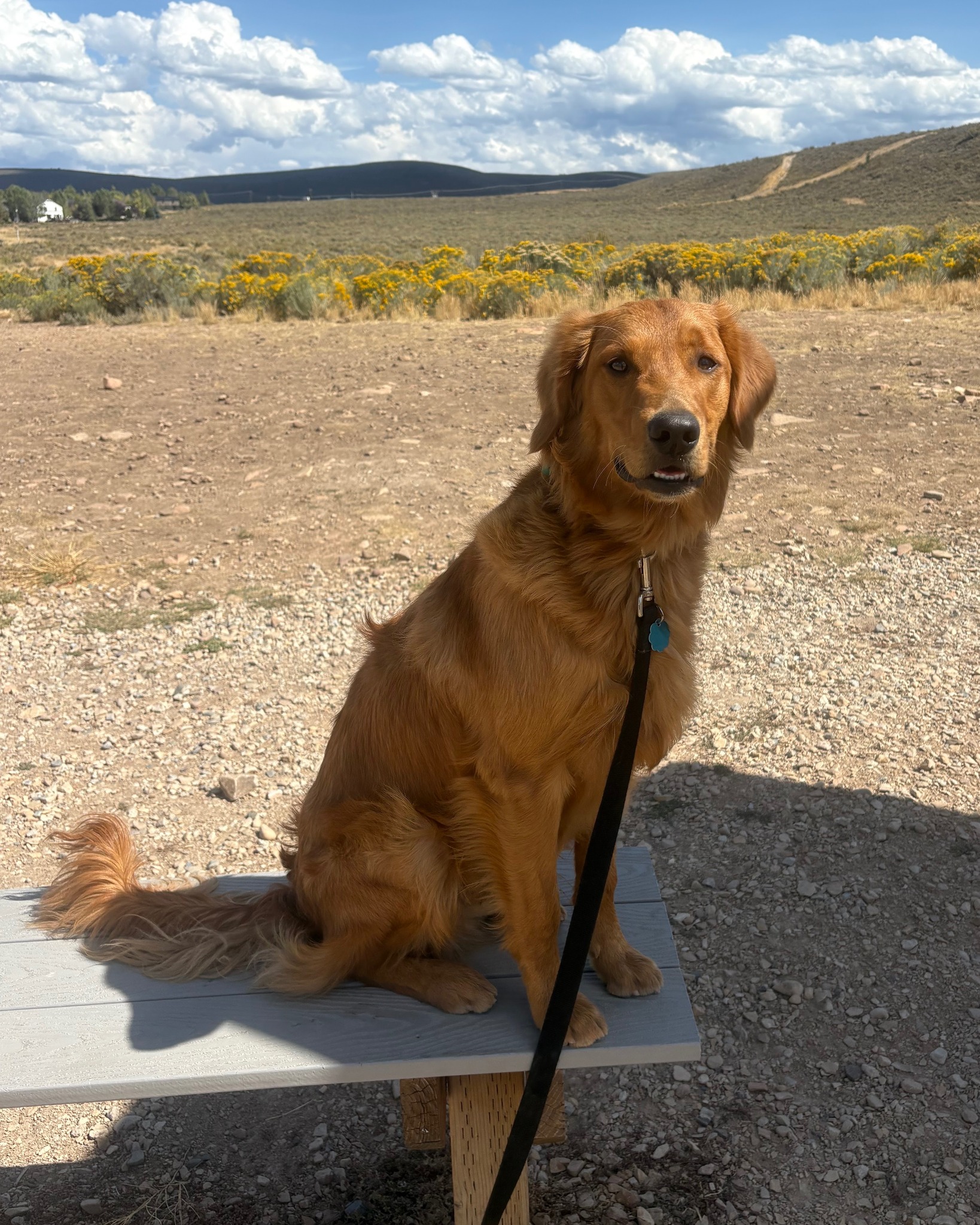 Copy of Ducky_ParkCity