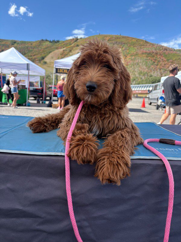 Copy of GoGo_ParkCity