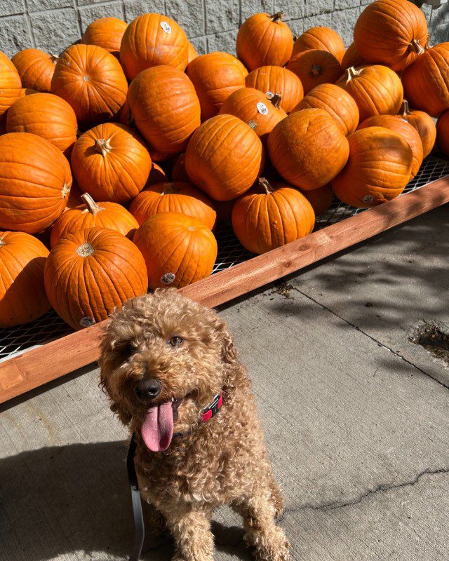 Copy of Max_Fall_NorthernUtah