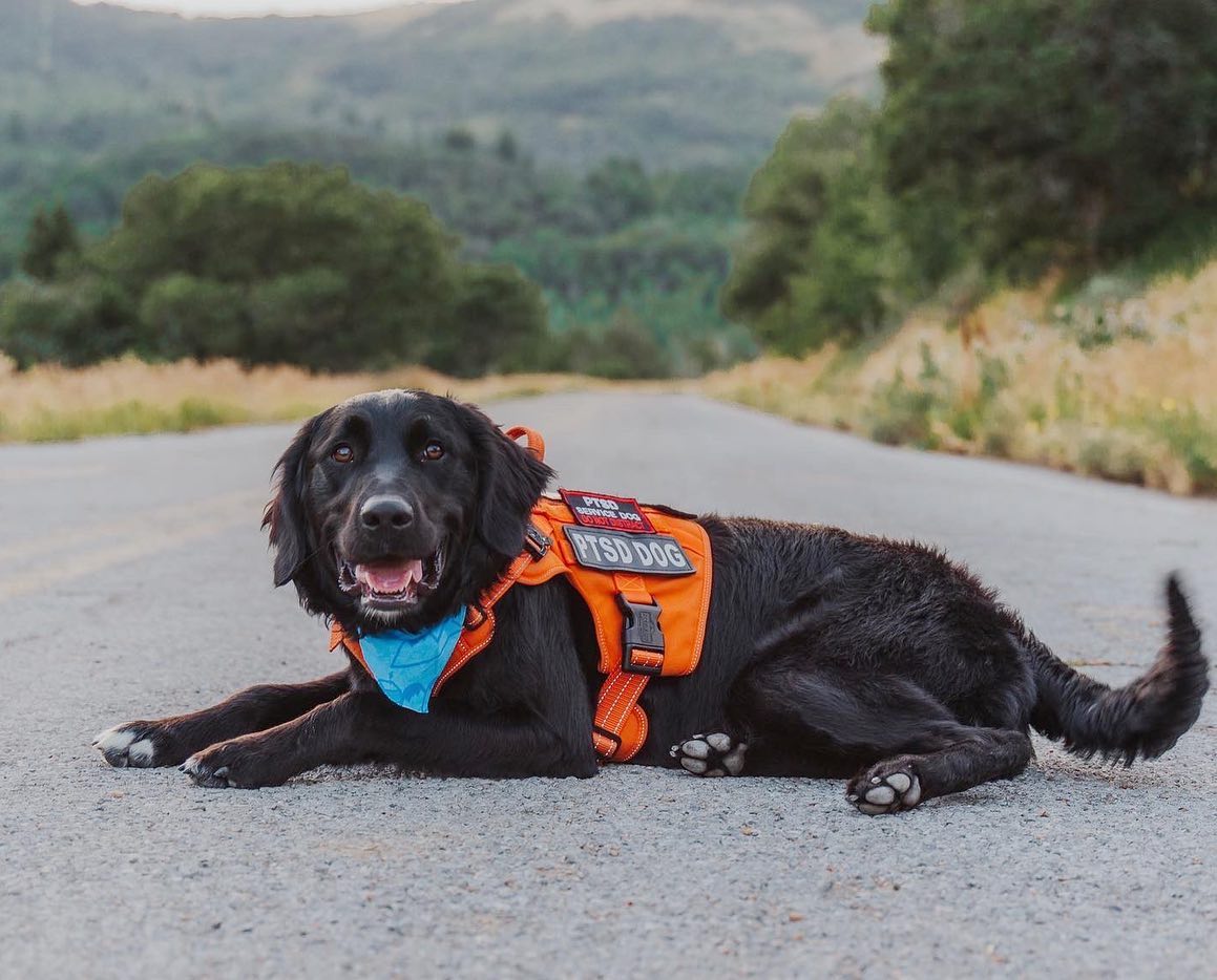 Copy of ServiceDogNorthernUtah
