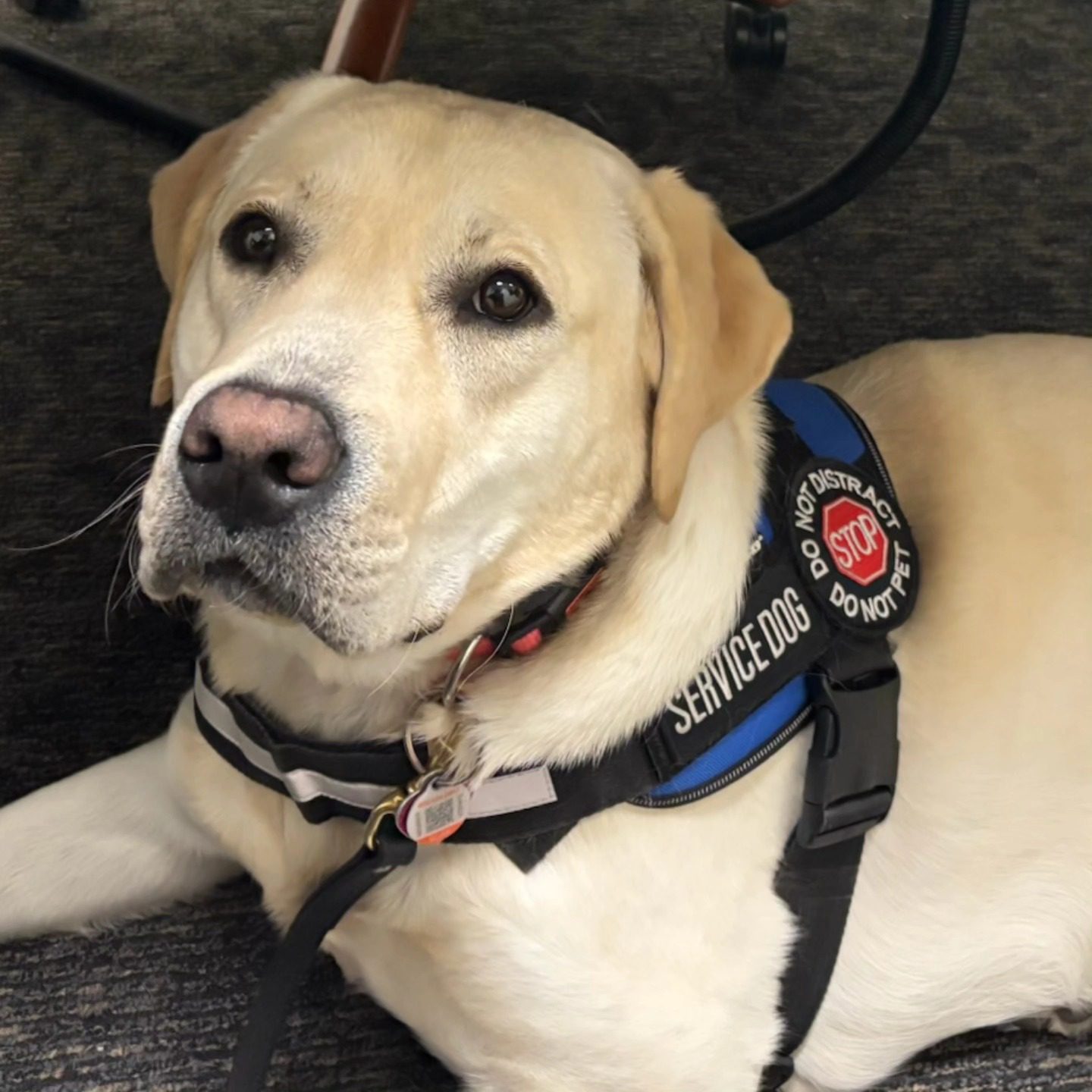 Copy of Shiloh_ServiceDog