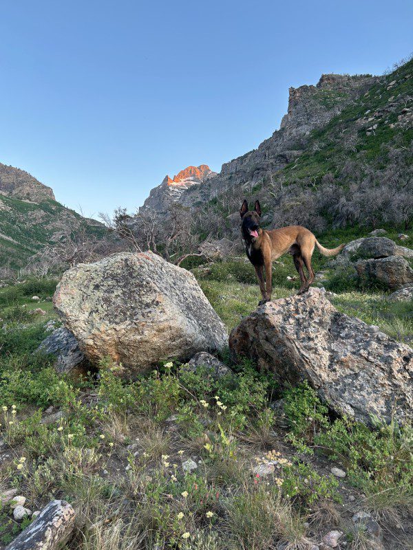 Copy of TeleinMountains